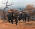 elefantes de sabana